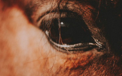 Pferd mit Augenerkrankung