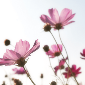 Ausbildung Energetische Heilarbeit (Informationsanfrage)