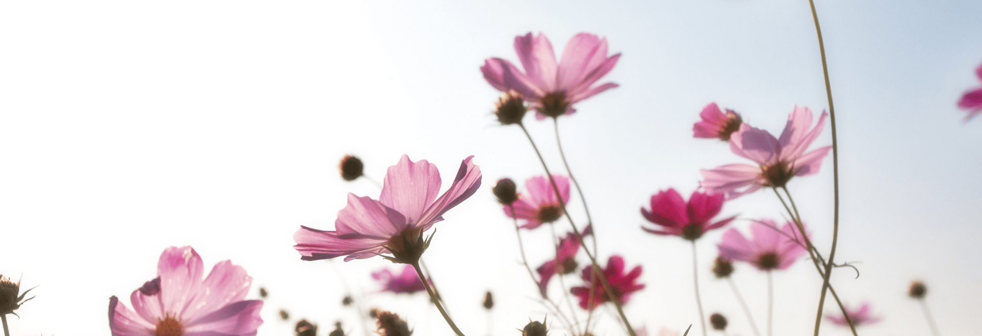 Ausbildung Energetische Heilarbeit (Informationsanfrage)