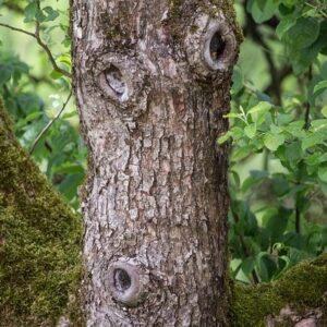 Begegnung mit Baumwesen