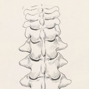 Zähne & Wirbelsäule