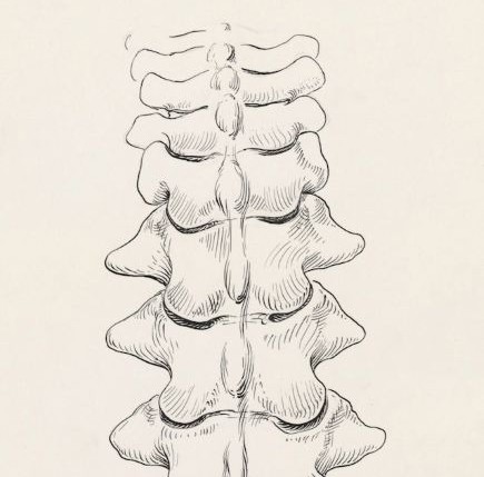 Zähne & Wirbelsäule