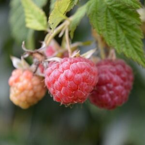 Petroselinum crispum (Petersilie) & Rubus ideaus (Himbeere)