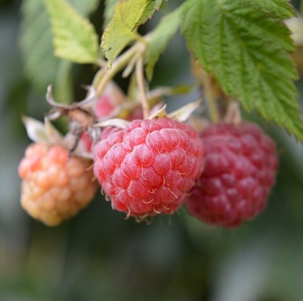 Petroselinum crispum (Petersilie) & Rubus ideaus (Himbeere)